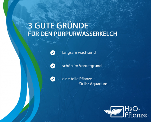 Purpurwasserkelch - Cryptocoryne purpurea in vitro